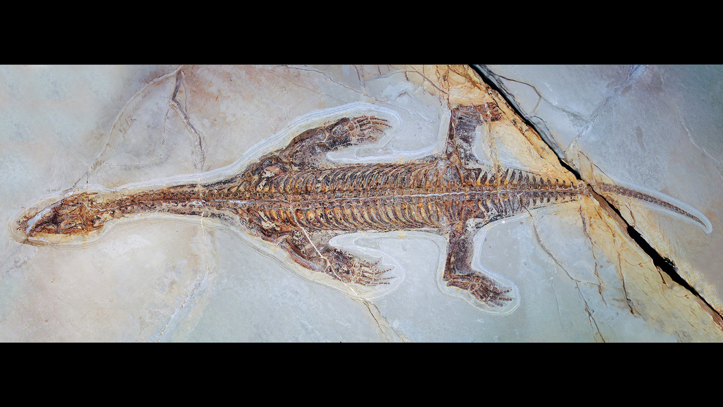 Fossilized Skin of Ancient Reptile Uncovers Secrets of Seal-Like Swimming Abilities