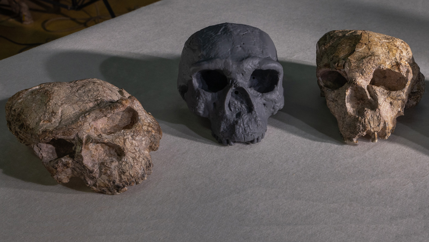 Discovery of Ancient Chinese Skull Sheds New Light on Human Ancestry