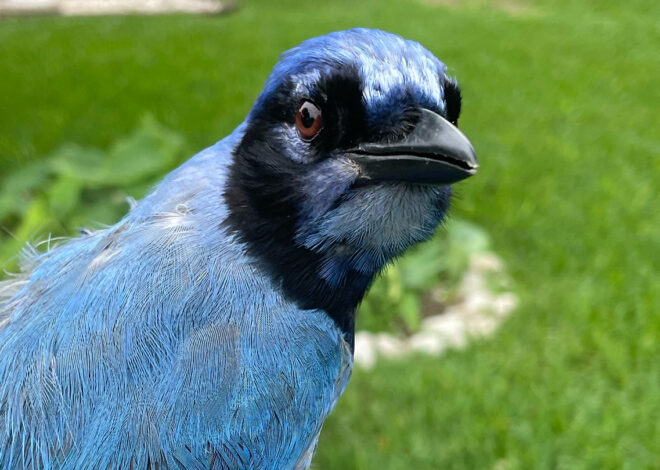 Introducing the Grue Jay: Discovering a Rare Hybrid Songbird Species