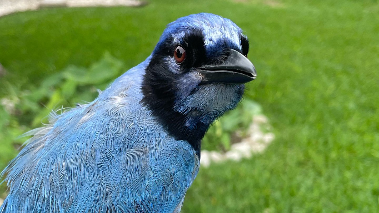 Introducing the Grue Jay: Discovering a Rare Hybrid Songbird Species