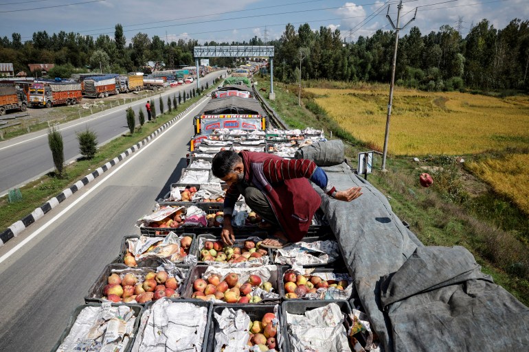 ‘Gone to waste’: Kashmir growers watch apples rot as key highway is blocked | Agriculture News | Al Jazeera