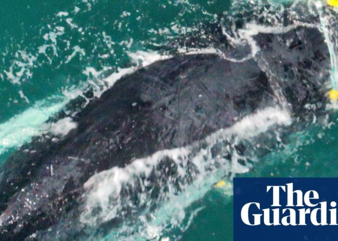 Mother and Baby Whale Rescued from Shark Net Near Rainbow Beach, Queensland
