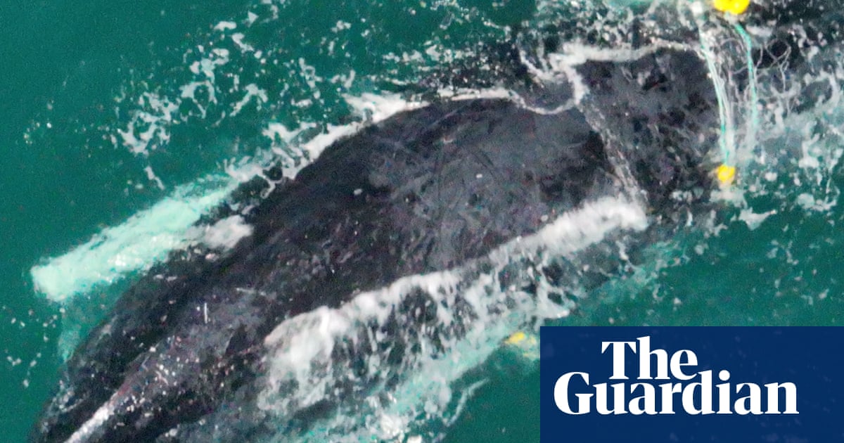 Mother and Baby Whale Rescued from Shark Net Near Rainbow Beach, Queensland