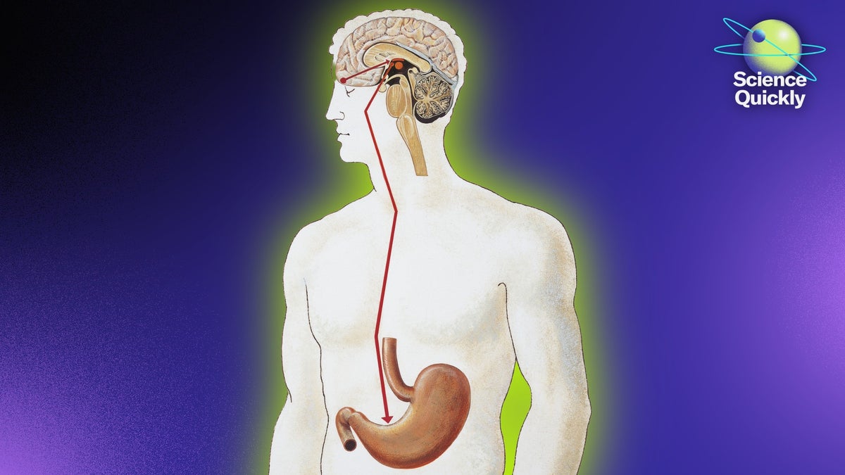 Groundbreaking Research Reveals Direct Communication Between Gut Cells and the Brain