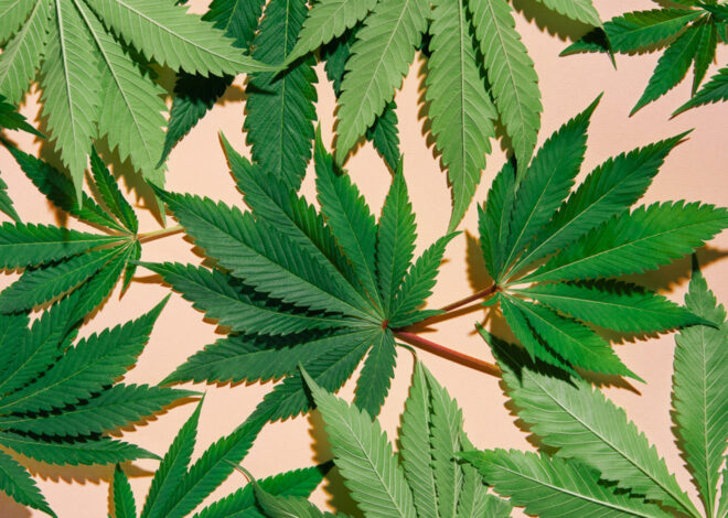 Groundbreaking Study Unveils Surprising Links Between Cannabis and Brain Function