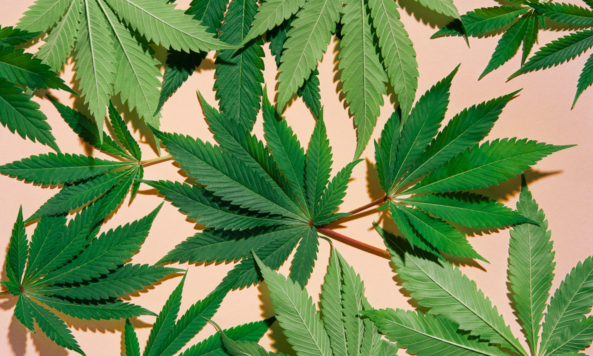 Groundbreaking Study Unveils Surprising Links Between Cannabis and Brain Function