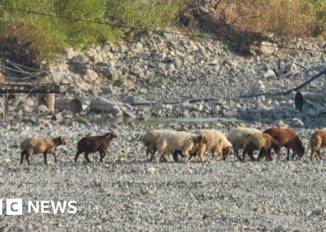 Syria's worst drought in decades pushes millions to the brink