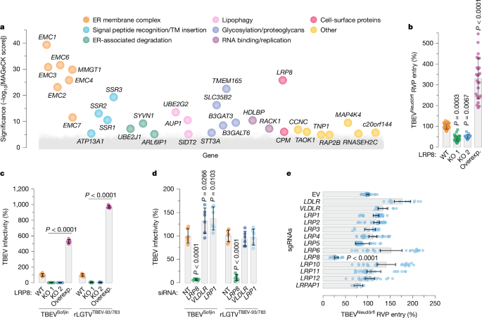 LRP8 Identified as Key Receptor for Tick-Borne Encephalitis Virus