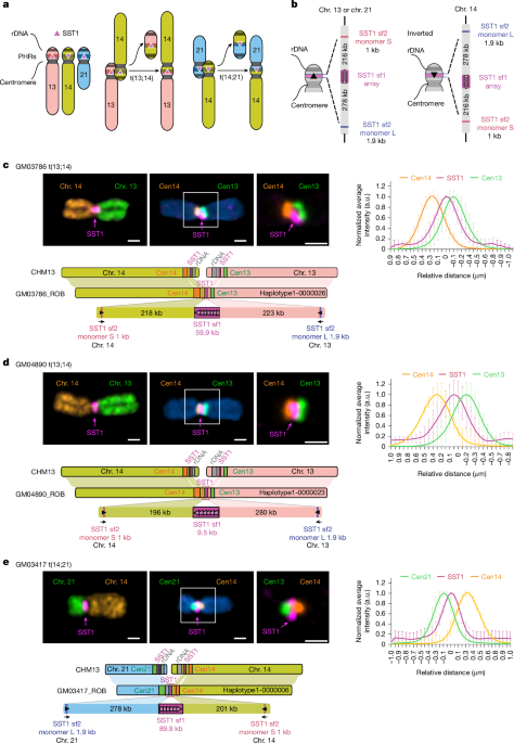 Understanding the Formation and Propagation of Human Robertsonian Chromosomes
