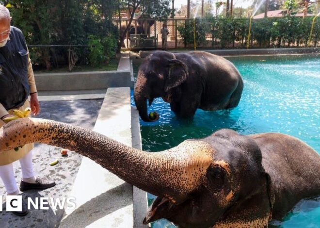 Vantara: Top court grants relief to private zoo run by billionaire Ambani family