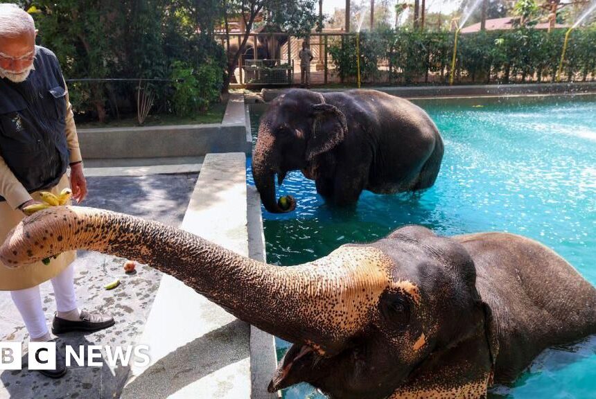 Vantara: Top court grants relief to private zoo run by billionaire Ambani family