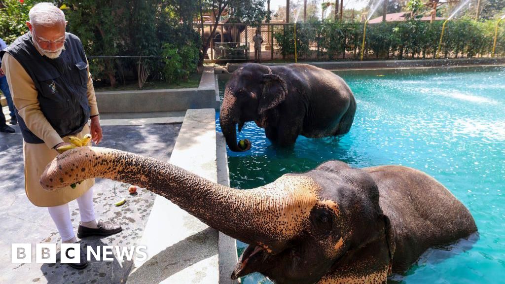 Vantara: Top court grants relief to private zoo run by billionaire Ambani family