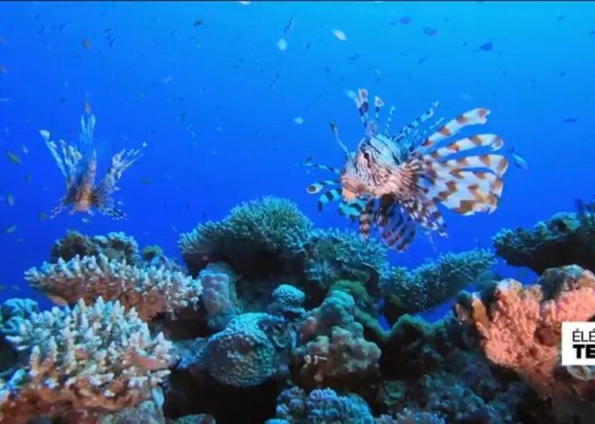 Unstoppable predator: Lionfish take hold in Greek waters