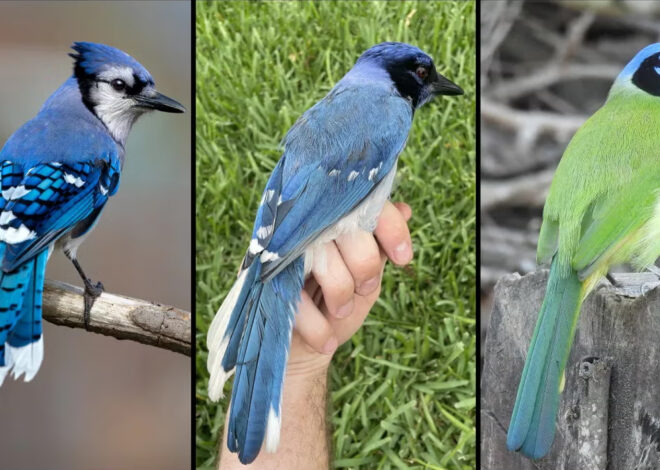 Rare Blue-and-Green Hybrid Jay Spotted in Texas: Offspring of Lineages That Diverged 7 Million Years Ago