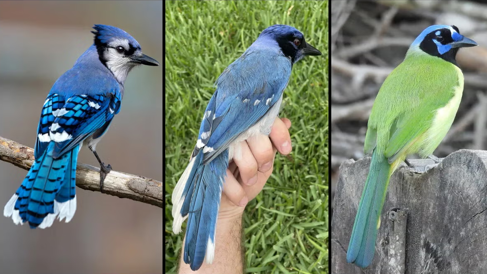Rare Blue-and-Green Hybrid Jay Spotted in Texas: Offspring of Lineages That Diverged 7 Million Years Ago