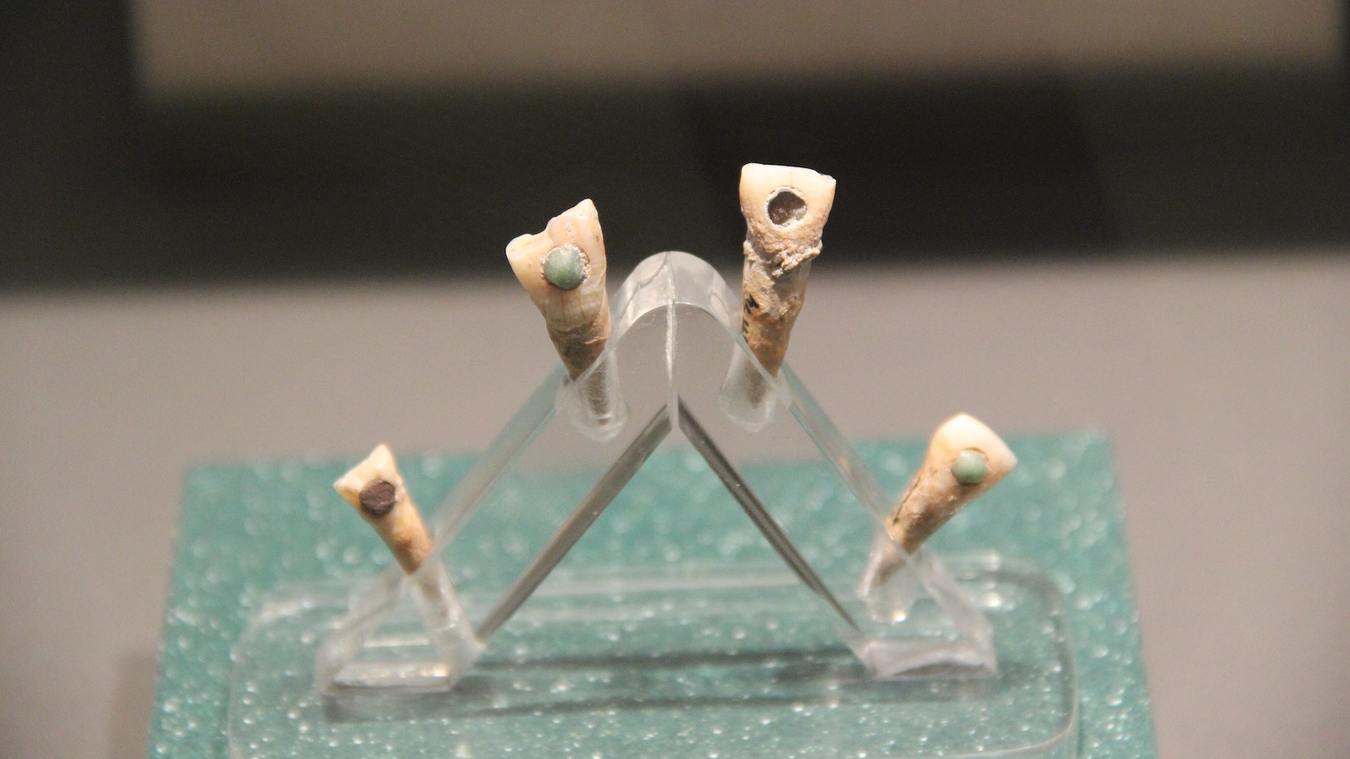 New Study Reveals 7-Year-Old Maya Child Had Green Jade Tooth Gem