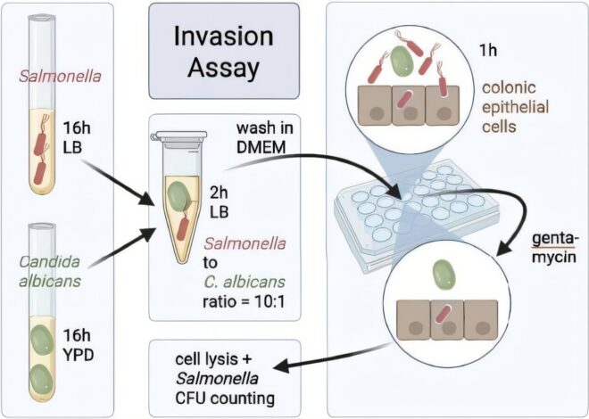 A pathological partnership between Salmonella and yeast in the gut