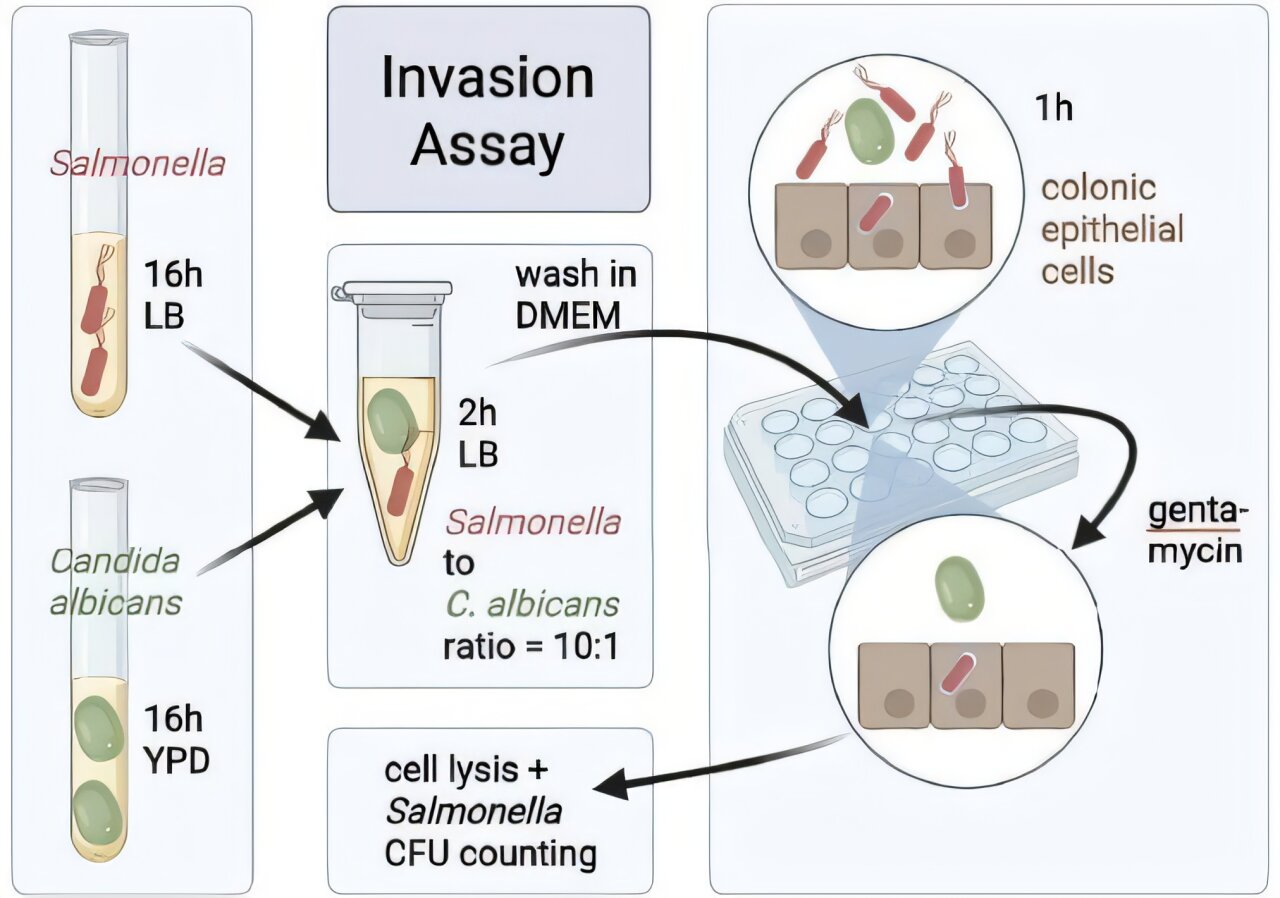 A pathological partnership between Salmonella and yeast in the gut