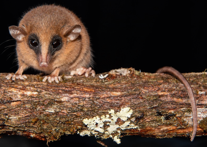 New Marsupial Species Discovered in Peru’s ‘Forbidden Cloud Forest’