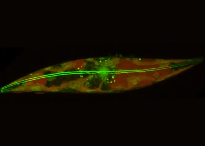 Tiny skaters beneath the arctic ice rewrite the limits of life