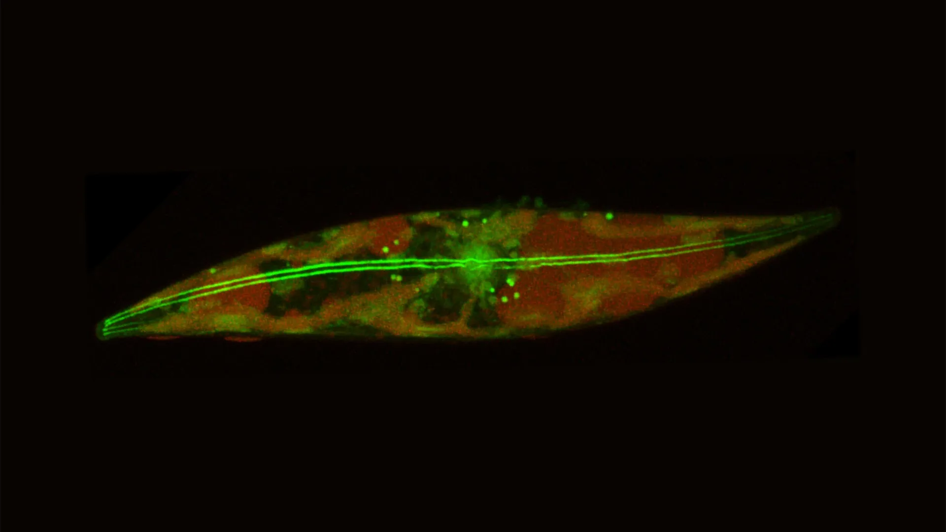 Tiny skaters beneath the arctic ice rewrite the limits of life