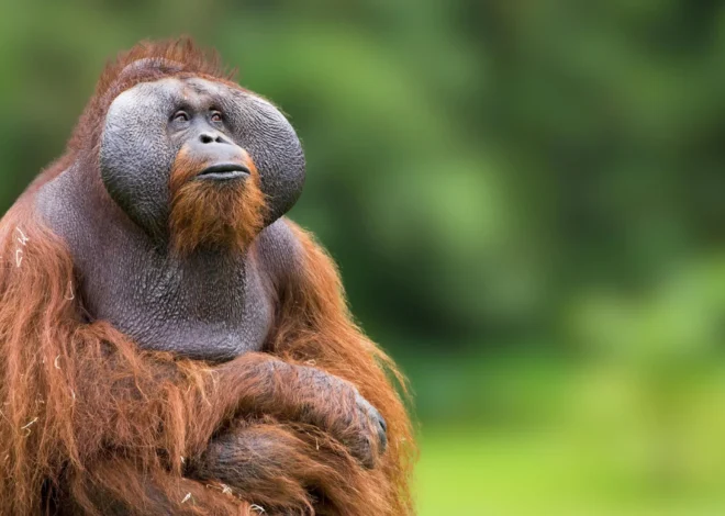 How orangutans thrive in feast and famine without gaining weight