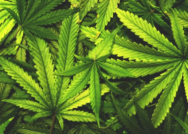 Don’t toss cannabis leaves. Scientists just found rare compounds inside