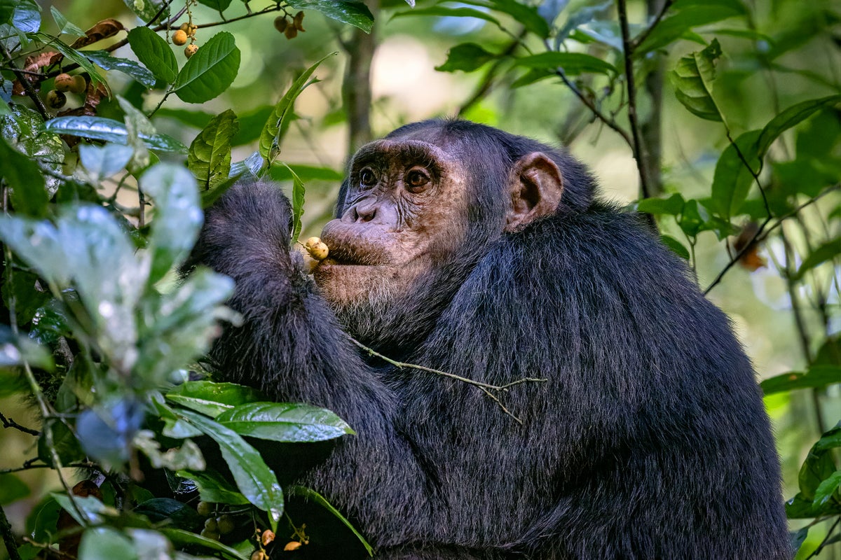 Chimpanzee Consumption of Fermented Fruit Offers Insights into the Origins of Human Alcohol Preference