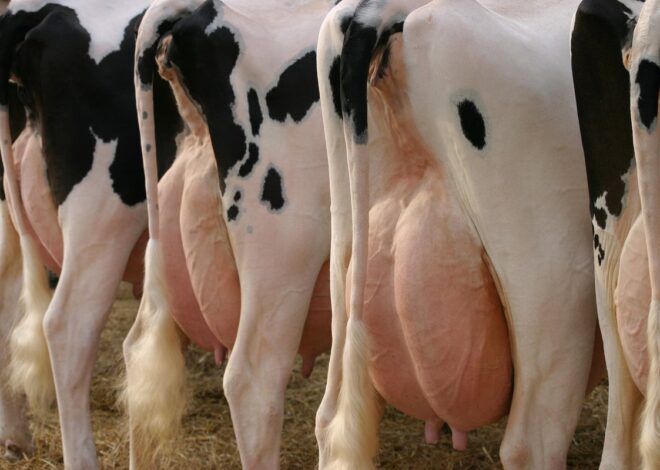 Potential Pandemic Threat: Bird and Human Flu Viruses May Combine in Cow Udders