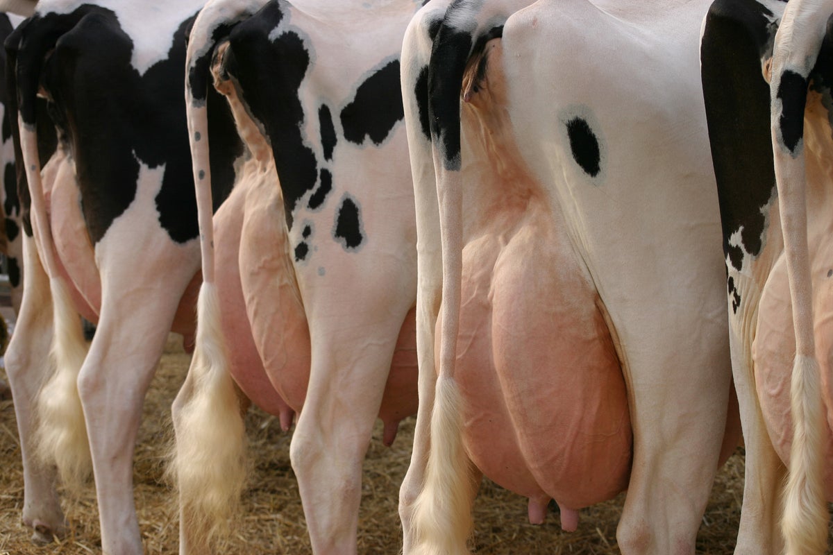 Potential Pandemic Threat: Bird and Human Flu Viruses May Combine in Cow Udders