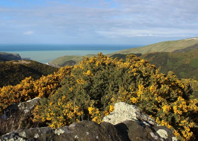 Why some plants are taking over the world