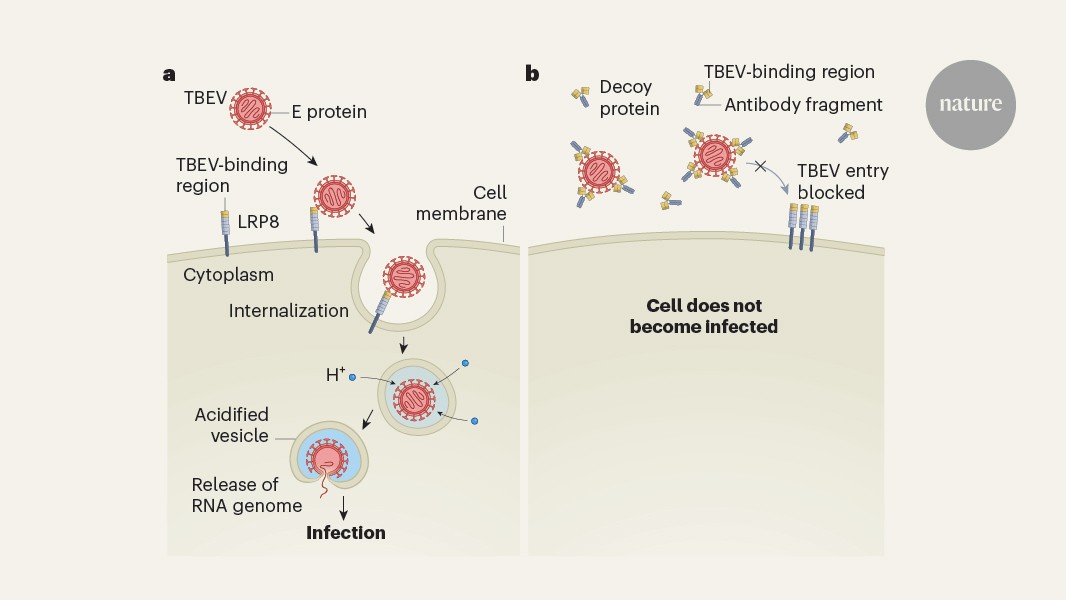 Exploring the Mechanism of Tick-Borne Virus Entry into Human Cells