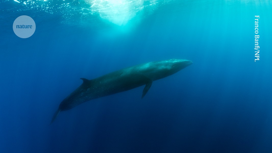 Study Finds Larger Mother Whales Give Birth to More Daughters Than Sons