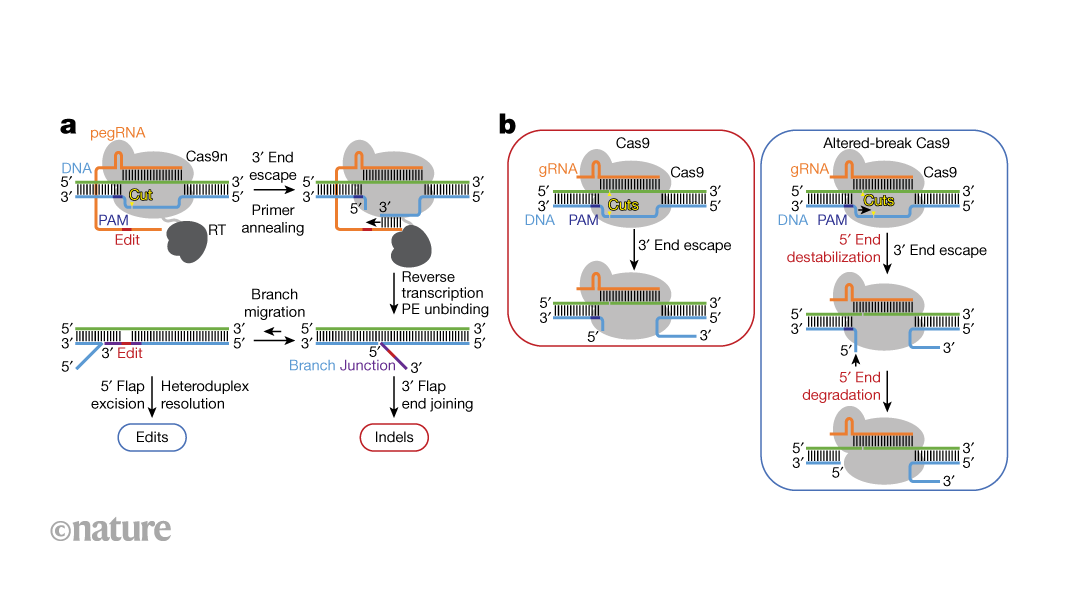 Engineered Enzymes Successfully Reduce Errors in Genome Editing