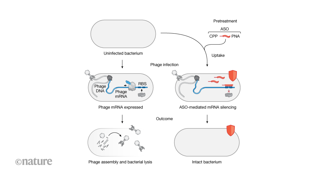 Exploring Gene Interactions in Bacterial-Infecting Viruses with Short Synthetic Nucleic Acids
