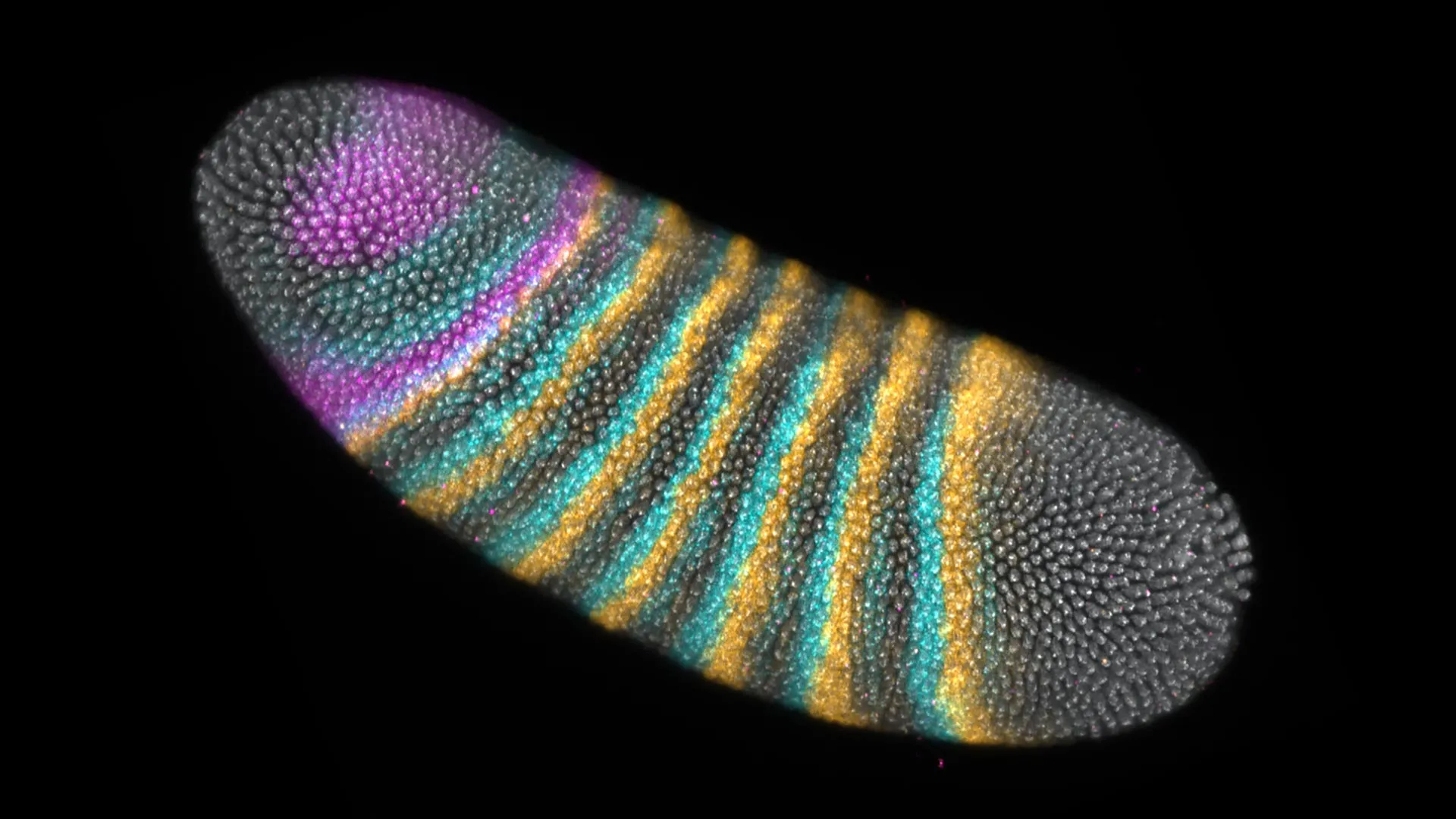 A tiny embryo fold changed the course of evolution