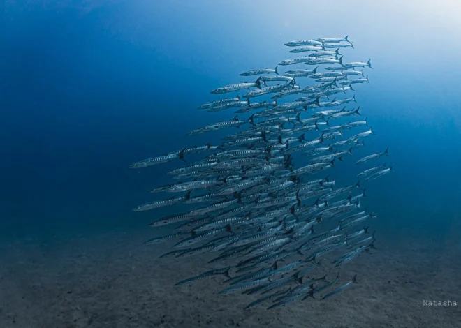 Panama’s ocean lifeline vanishes for the first time in 40 years