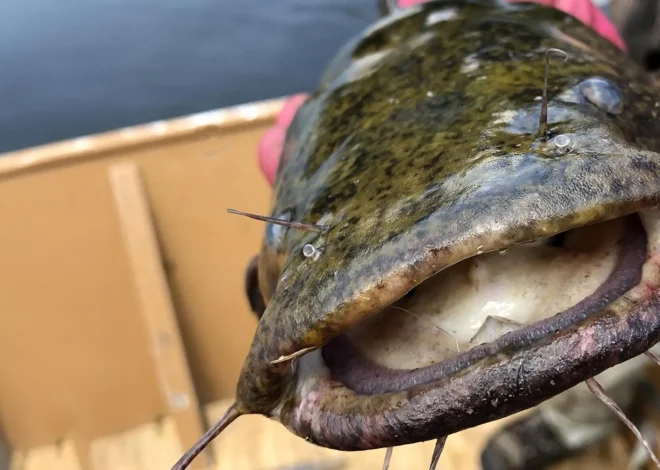 Hungry flathead catfish are changing everything in the Susquehanna