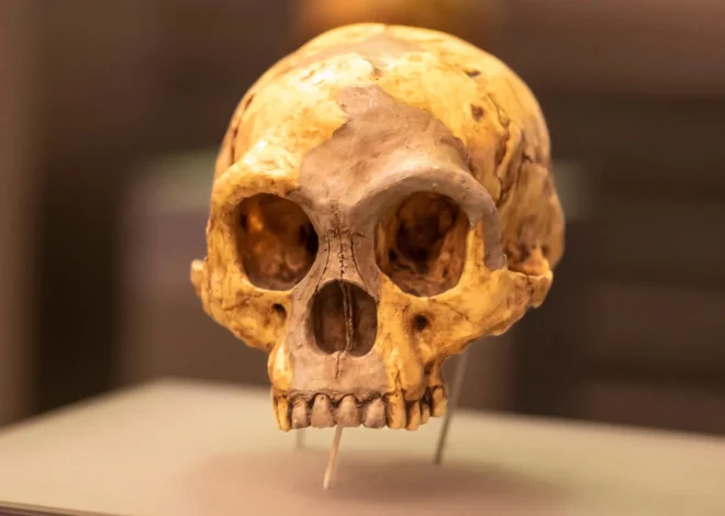 Who were the mystery humans behind Indonesia’s million-year-old tools?