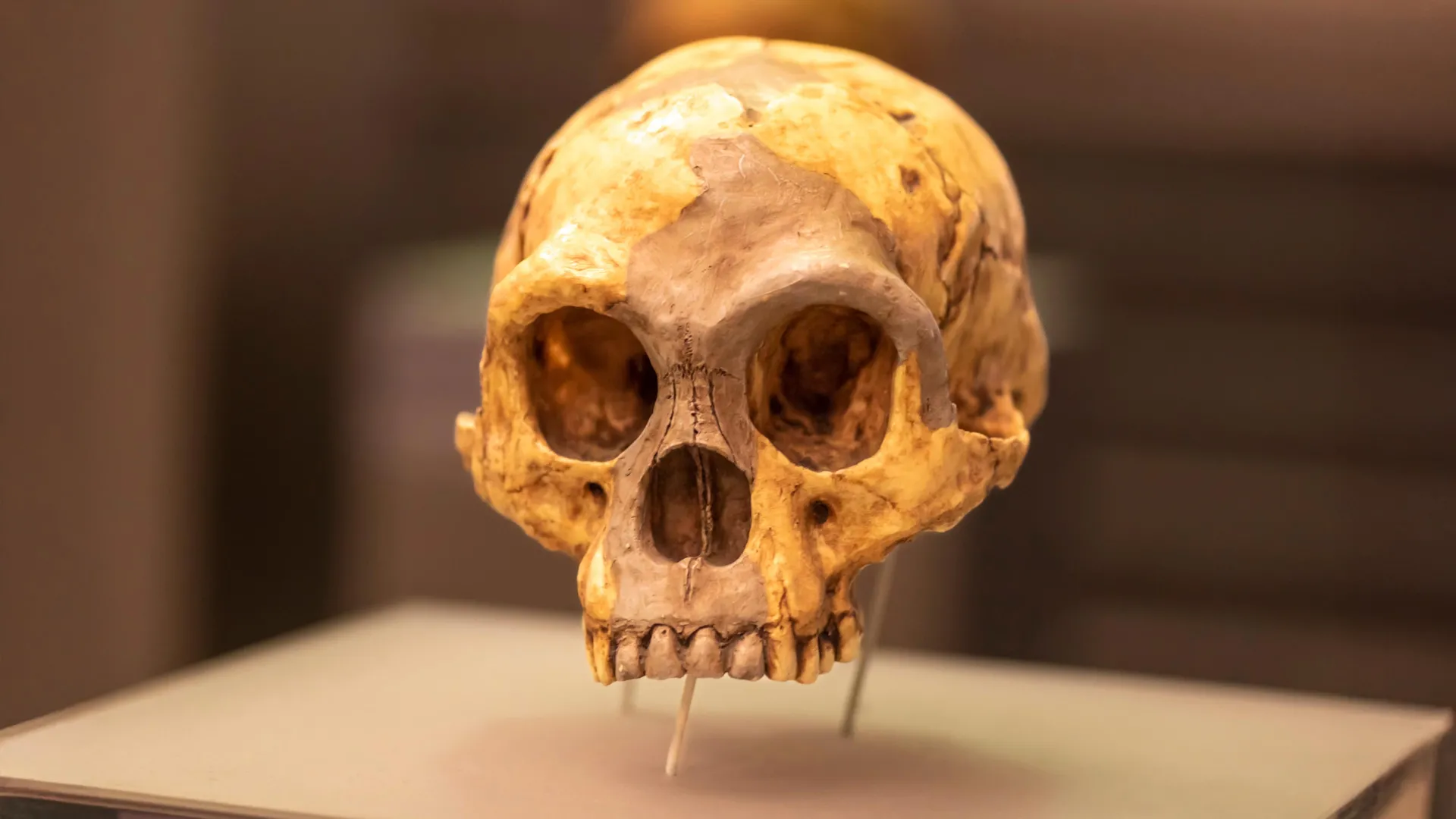 Who were the mystery humans behind Indonesia’s million-year-old tools?