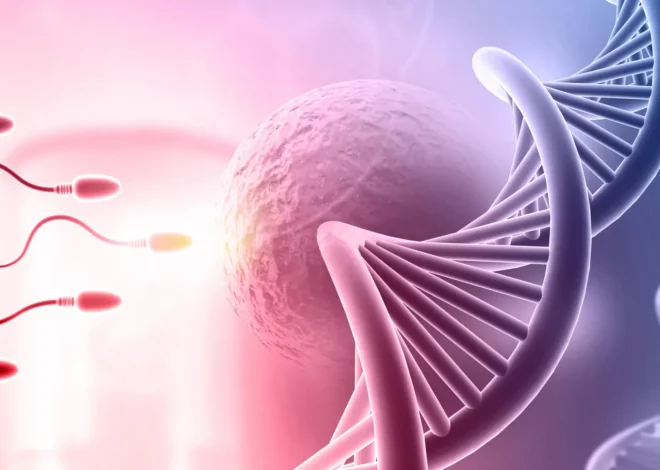 The hidden DNA organizer linking fertility and cancer