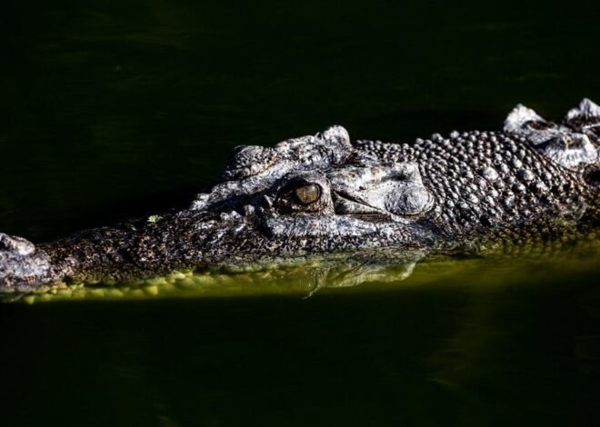 U.S. influencer who filmed himself wrestling wild crocodiles in Australia is under investigation: “Dangerous and illegal”