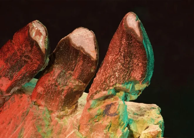Dinosaur teeth reveal secrets of Jurassic life 150 million years ago
