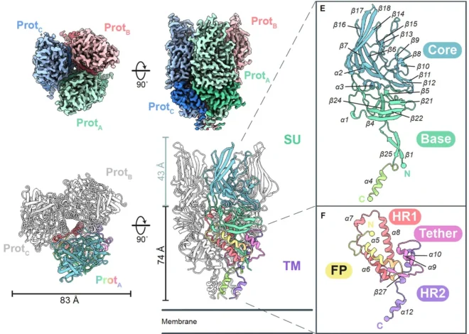 Hidden viruses in our DNA could be medicine’s next big breakthrough