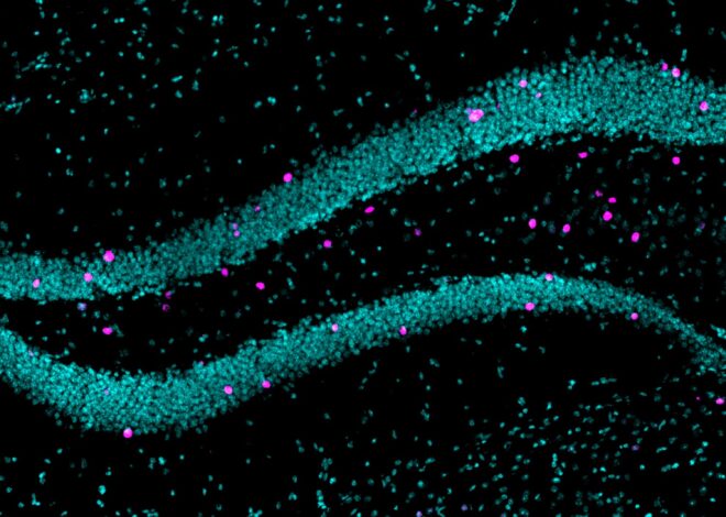 Inflammation during pregnancy may prime offspring for anxiety