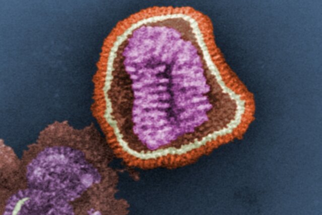 Why some influenza viruses are more dangerous than others