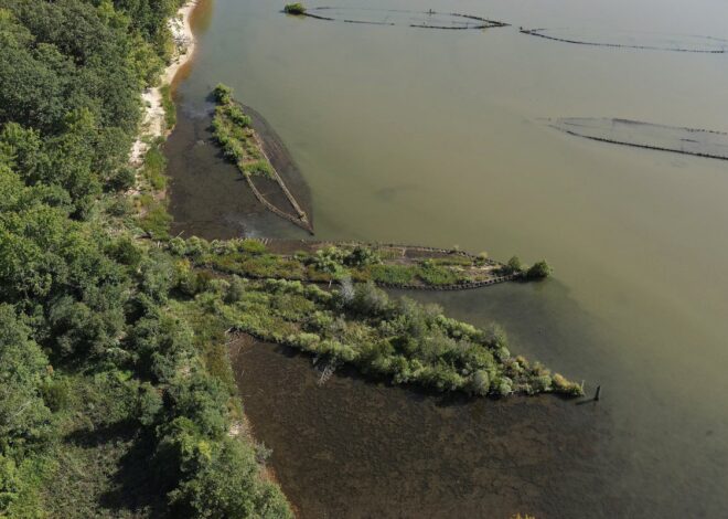 WWI Shipwrecks in Mallows Bay Create a New Ecological Sanctuary