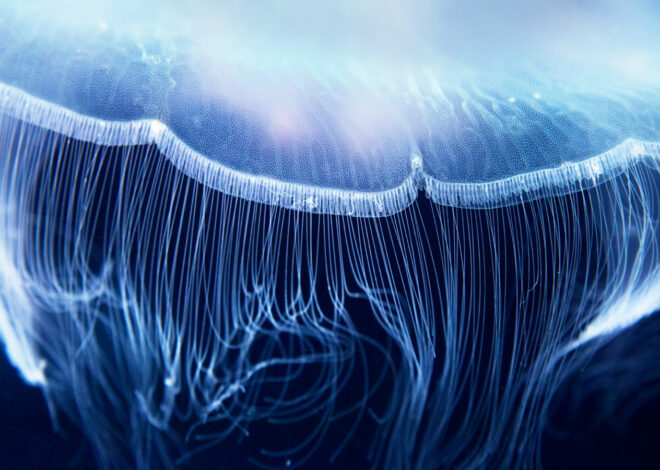 Breakthrough in Science: New ‘Fluorescent Biological Qubit’ Transforming Cells into Quantum Sensors