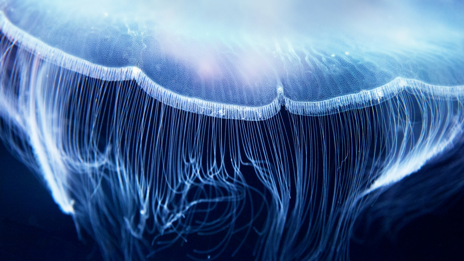 Breakthrough in Science: New ‘Fluorescent Biological Qubit’ Transforming Cells into Quantum Sensors