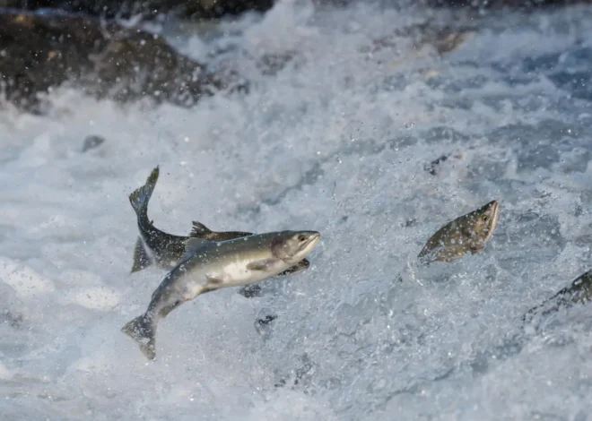 Salmon’s secret superfood is smaller than a grain of salt